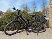 Leader Fox Sandy Lady