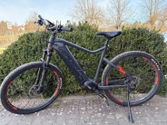 Leader Fox Altar Gent